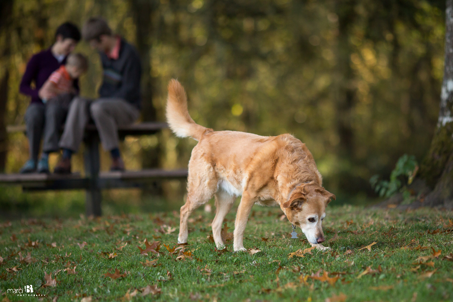 Corvallis Photographer - dog - Starker Arts Park