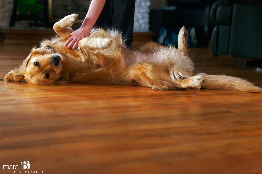 Family dog - Golden retriever