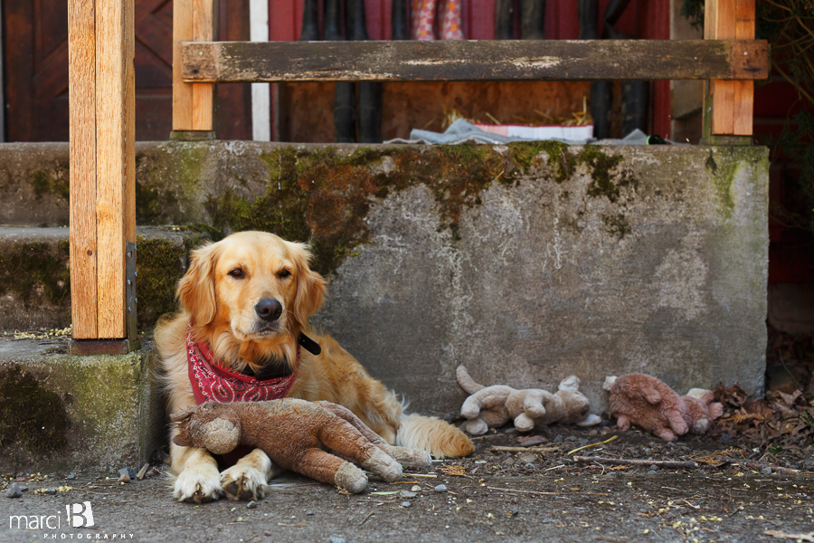 Lifestyle photography - dog and stuffed animals