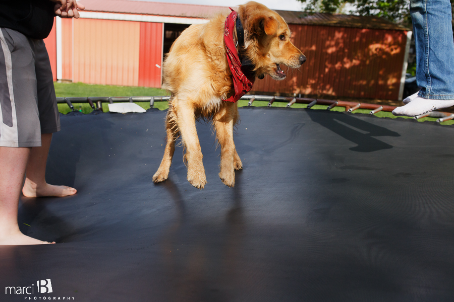 Corvallis photography - farm - kids - dog - trampoline