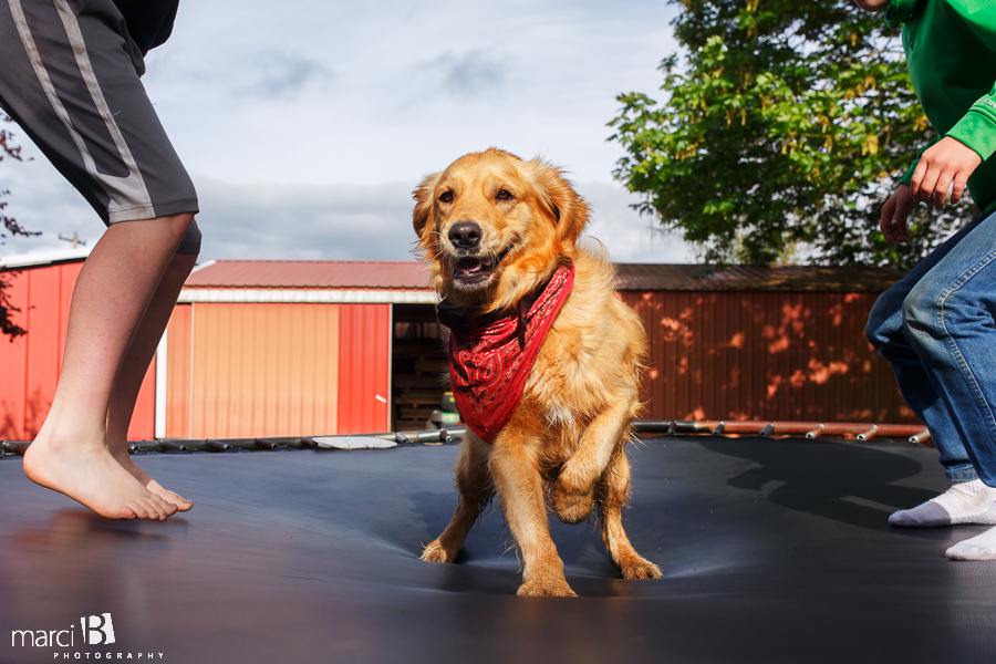 Corvallis photography - farm - kids - dog - trampoline