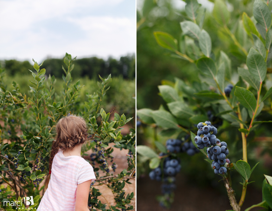 Girl picking blueberries - Lifestyle photography