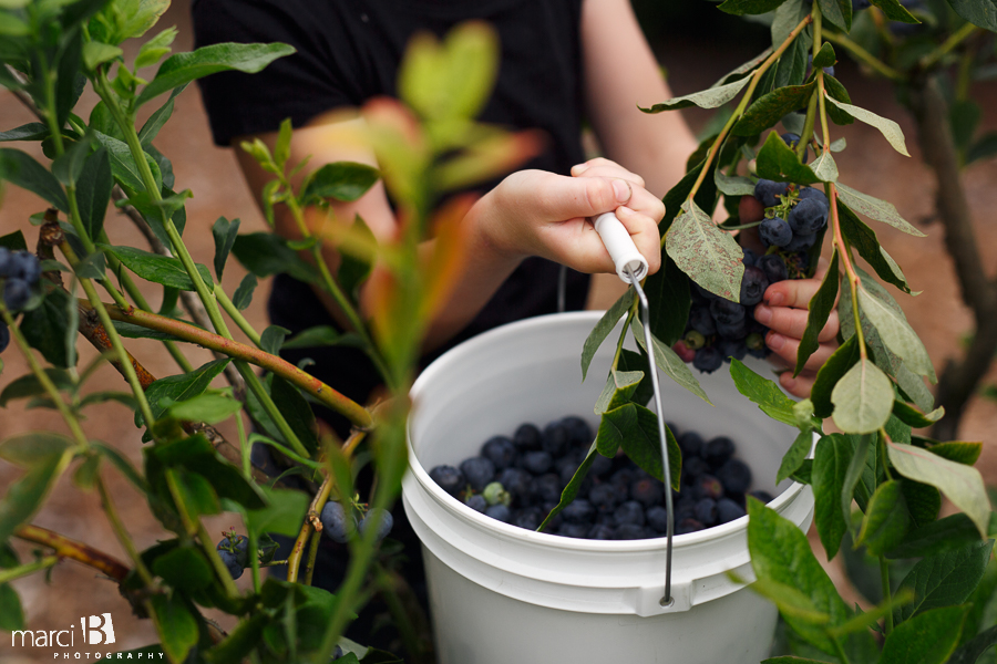 Lifestyle photographer - blueberry picking - girl