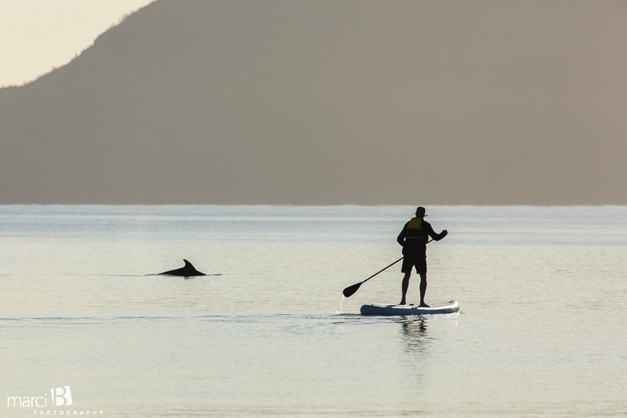 SUP in Baja - Paddleboarding with dolphins - Tower Paddleboards