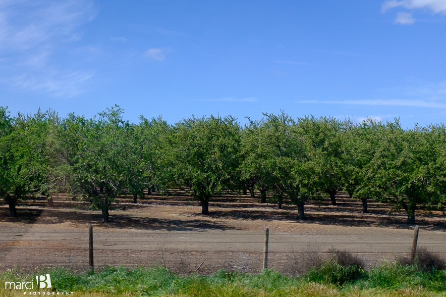 California orchard