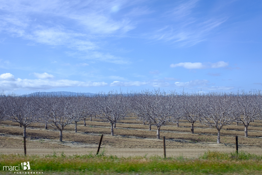 California orchard